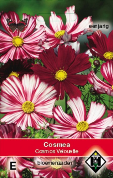 Cosmos Velouette (Cosmos) 115 seeds
